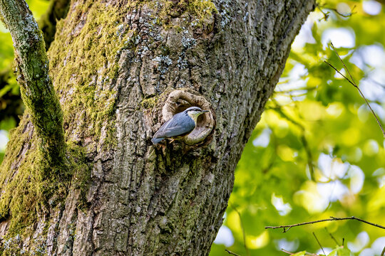 a nuthatch at its nesting hole on a tree trunk (Sitta europaea)