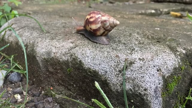 A snail is crawling on the rocks.