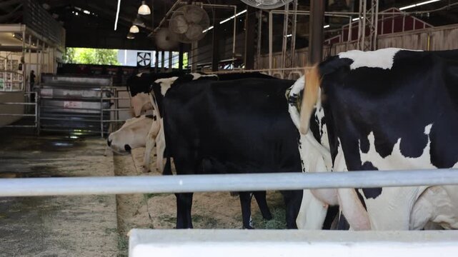 Dairy Cows Tails Wag While Feeding