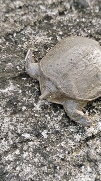 Softshell turtle (Trionychidae) is a unique freshwater wild animal known for its leathery shell and excellent swimming ability, commonly found in rivers and lakes across Asia.