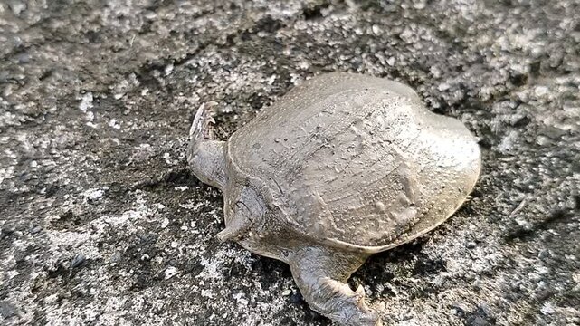 Softshell turtle (Trionychidae) is a unique freshwater wild animal known for its leathery shell and excellent swimming ability, commonly found in rivers and lakes across Asia.