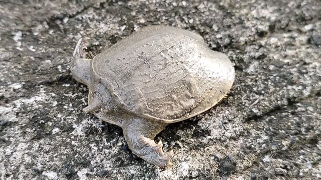 Softshell turtle (Trionychidae) is a unique freshwater wild animal known for its leathery shell and excellent swimming ability, commonly found in rivers and lakes across Asia.