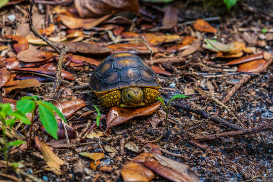 Baby Tortoise in the woods