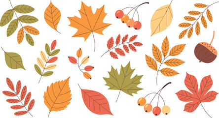 Collection of Colorful Autumn Leaves and Berries Vector Illustration Set Featuring Hand Drawn Maple Rowan Oak and Chestnut Foliage with Acorn Isolated on White Background for Fall Seasonal Designs © Mst