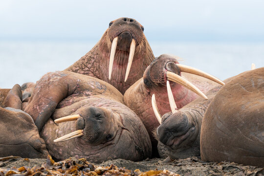 View of walruses with long tusks huddling together on a sandy beach with seaweed in the foreground at Poolepynten, Svalbard, Svalbard and Jan Mayen.