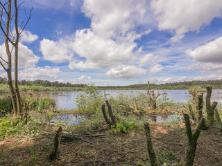Obraz premium Beautiful late spring day at Delamere Country Park, Delamere, Cheshire, UK