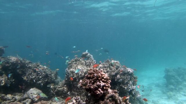 Coral reef fish are fish which live amongst or in close relation to coral reefs. Coral reefs form complex ecosystems with tremendous biodiversity. Among the myriad inhabitants	