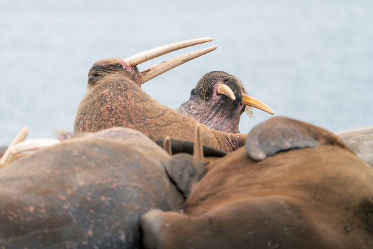 View of walruses huddling together at Poolepynten, showing their long ivory tusks and thick wrinkled skin Svalbard, Svalbard and Jan Mayen.