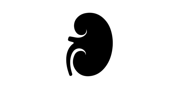 kidney silhouette vector on white background