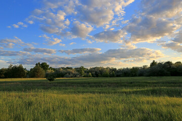 Fototapeta premium Golden hour illuminates a vast green meadow with scattered trees and a dramatic sky