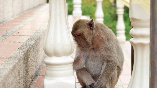 Close-up cinematic footage of a wild long-tailed macaque monkey sitting comfortably between ornate white balustrades at a Buddhist temple, eating a small piece of food held in its hands
