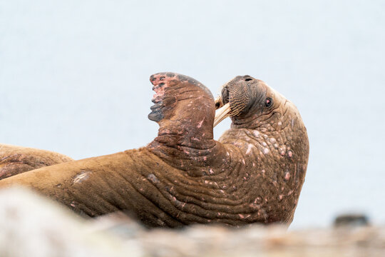 View of a walrus scratching its head with a flipper on the rocky shore of Poolepynten Svalbard, Svalbard and Jan Mayen.