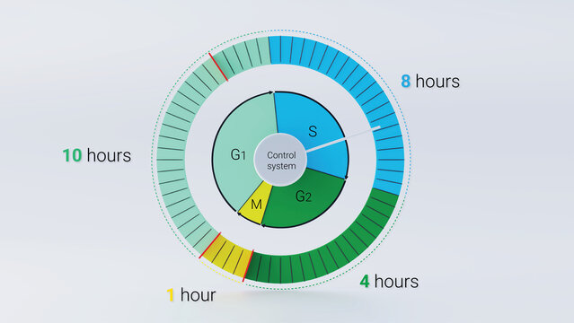 3d illustration of cell cycle phases diagram on a clock face with time duration of each phase