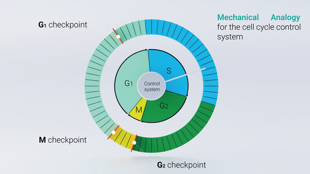 3d illustration of cell cycle phases diagram on a clock face, mitosis and interphase biology infographic