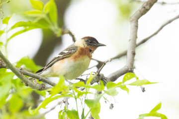 Fototapeta premium Male bay-breasted warbler (Setophaga castanea)