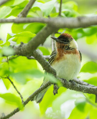 Fototapeta premium Male bay-breasted warbler (Setophaga castanea)