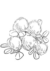 Fototapeta premium 咲き誇るスモークツリーの花の手描きの線画イラスト