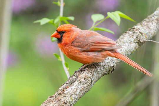 Male northern cardinal (Cardinalis cardinalis) in spring