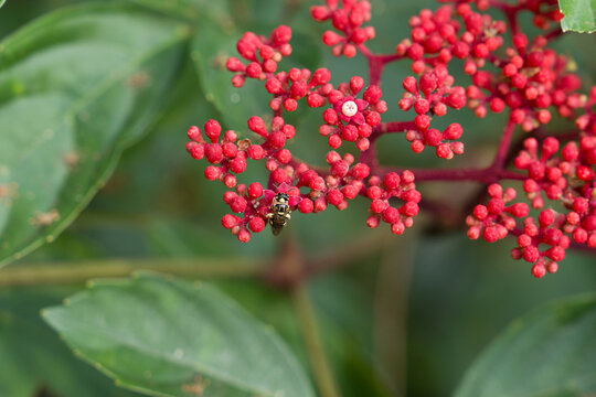 Vibrant red berries cluster on a leafy green plant. Tiny insect perches among the berries. The scene highlights nature's delicate, colorful details. Green leaves frame the vivid berry display