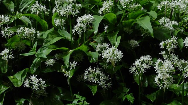 Close-up shot of wild garlic white flowers and green leaves gently moving in a soft breeze in the forest