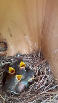 A brood of bluebird hatchlings in nest chirping with mouths open waiting for food.