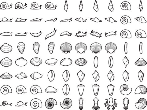 Collection of diverse shell and sea creature icon illustrations, showcasing various shapes, sizes, and intricate details of mollusks and cephalopods.