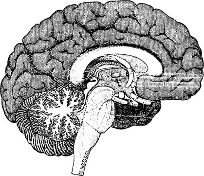 Vintage engraving of a human brain sagittal cross section
