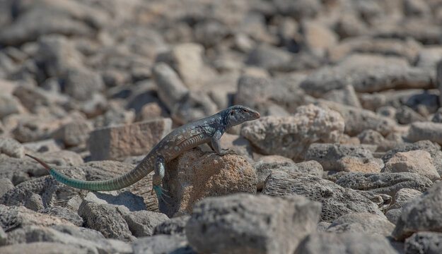 Bonaire Whiptail Lizard