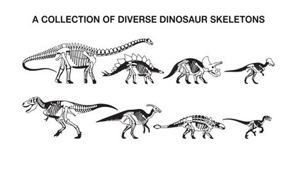 Vector Illustration of Diverse Dinosaur Skeletons with Descriptive Text © MD