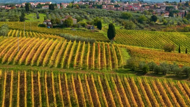 Chianti vineyards in golden autumn Tuscany Italy drone flight to cypress tree. Beautiful scenic rural rolling hills landscape with vineyard rows. Cinematic travel wine tourism and viticulture.