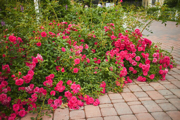 Vibrant Pink and Magenta Roses Blooming Along Brick Garden Pathway Beautiful blooming pink and magenta roses growing along a brick paver pathway in a garden. Lush green foliage and abundant flowers cr © Irina Burakova
