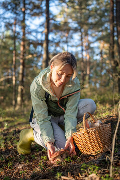 Woman hiker forager with wicker basket picking up edible boletus mushrooms in pine forest, female kneeling down and taking fresh porcini from ground, seasonal mushrooms hunting in wild woodlands.