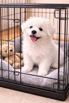 Fluffy white puppy with its tongue out sitting in a metal crate on a grey cushion next to a teddy bear in a home interior