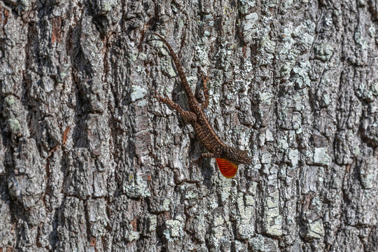 Brown Anole with an extended dewlap to attract a mate, on a background of brownish-gray tree bark.