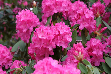 Fototapeta premium Fuchsia Pink Rhododendron ‘Cynthia’ in flower.