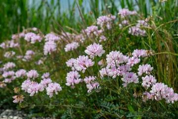 Obraz premium Pink and white wildflowers blooming in clusters along the roadside or in a field. A wide-angle, aesthetically pleasing field of flowers that captures the essence of spring.