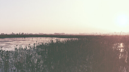 Naklejka premium Temporary pool, wetland grass, sunrise landscape, calm water, open sky, natural light