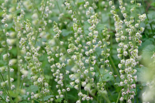 White Tellima grandiflora, the bigflower tellima or fringecups in flower.