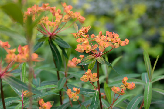 Orange red Euphorbia griffithii &lsquo;Fireglow&rsquo; in flower