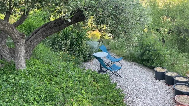 Two blue folding chairs and a small round table sit on a gravel path beneath a large tree surrounded by lush green plants in a tranquil garden setting