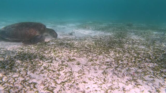 The green sea turtle (Chelonia mydas) with cleane fish is greazing on seagrass. Green sea turtles have a variety of parasites including barnacles, leeches, protozoans, cestodes, and nematodes.