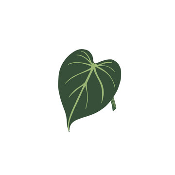 heartleaf
