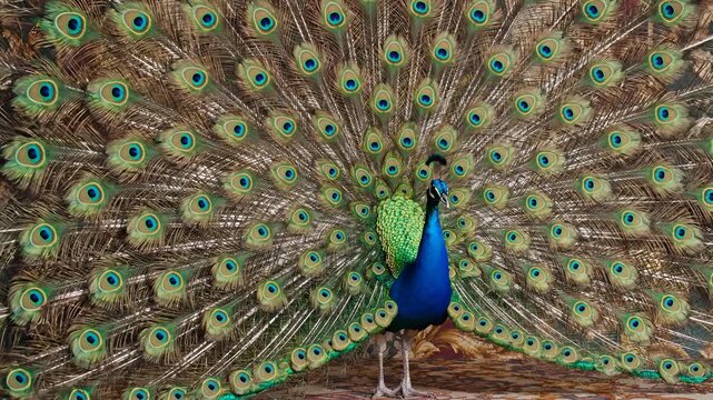 Majestic Peacock Displays Vibrant Plumage in Stunning CloseUp 2.