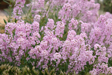 Obraz premium Pink Aethionema grandiflorum, Persian Stone Cress in flower.