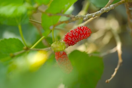 Red Mulberries, Morus alba on trees in the garden. Buah Arbei.