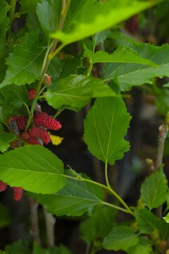 Red Mulberries, Morus alba on trees in the garden. Buah Arbei.