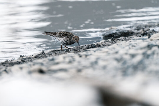 View of a small shorebird foraging on a rocky shoreline by the water in Svalbard and Jan Mayen.