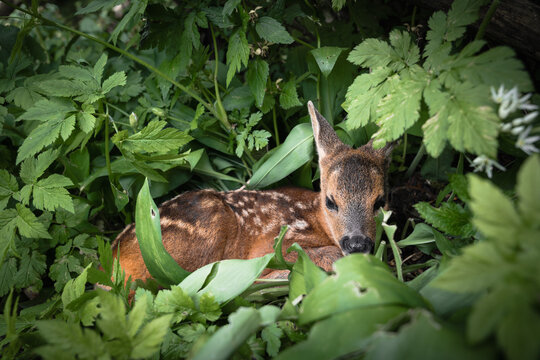 Young roe deer fawn hiding motionless in green foliage ideal for wildlife protection and rescue awareness