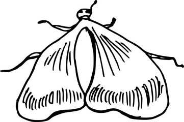 Vintage style realistic moth insect illustration isolated on white © Anada77