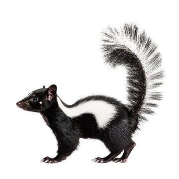 A skunk standing on its hind legs, facing left, with its tail raised and bushy.